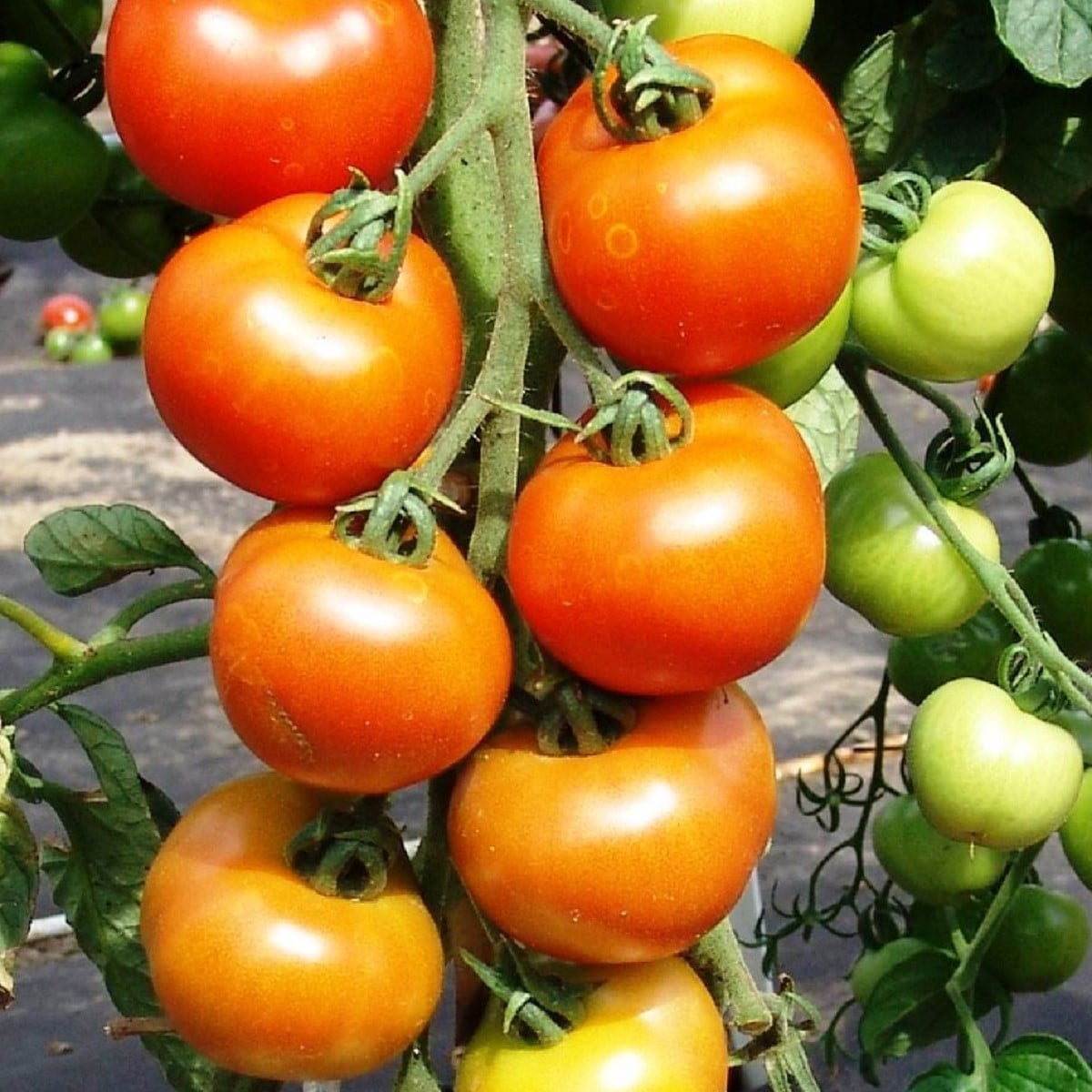 Paradajka Orkado F1 - Solanum lycopersicum - semená paradajky - 30 ks