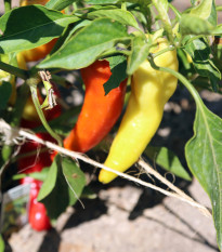 Paprika Sladký banán - Capsicum annuum - semená papriky - 9 ks