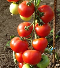 Paradajka Dafne F1 - Solanum lycopersicum - semená paradajky - 12 ks