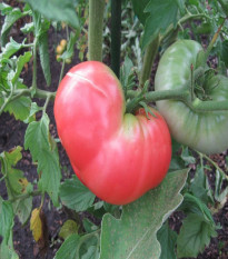 Paradajka Ponderosa Pink - Solanum lycopersicum - semená paradajky - 7 ks