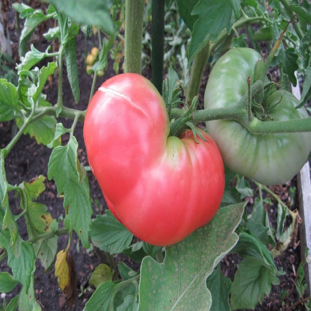 Paradajka Ponderosa Pink - Solanum lycopersicum - semená paradajky - 7 ks