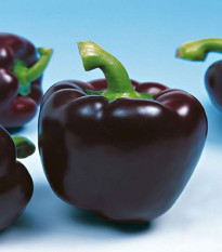 Paprika Mavras F1 - Capsicum annuum - semena papriky - 8 ks