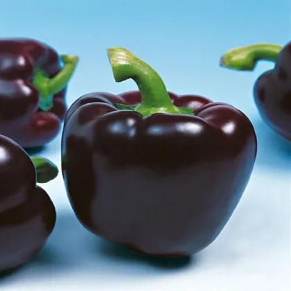 Paprika Mavras F1 - Capsicum annuum - semena papriky - 8 ks