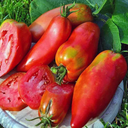 Paradajka Andenhorn Andine Cornue - Solanum lycopersicum - semená paradajky - 10 ks