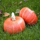 Tekvica Sunshine Kabocha F1 - Cucurbita maxima - semená tekvica - 4 ks