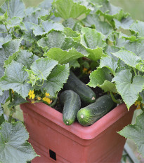 Uhorka šalátová do kvetináča Bush Champion - Cucumis sativus - semená uhorky - 8 ks