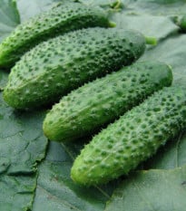 Uhorka nakladačka Zuzana F1 - Cucumis sativus - semená uhorky - 30 ks