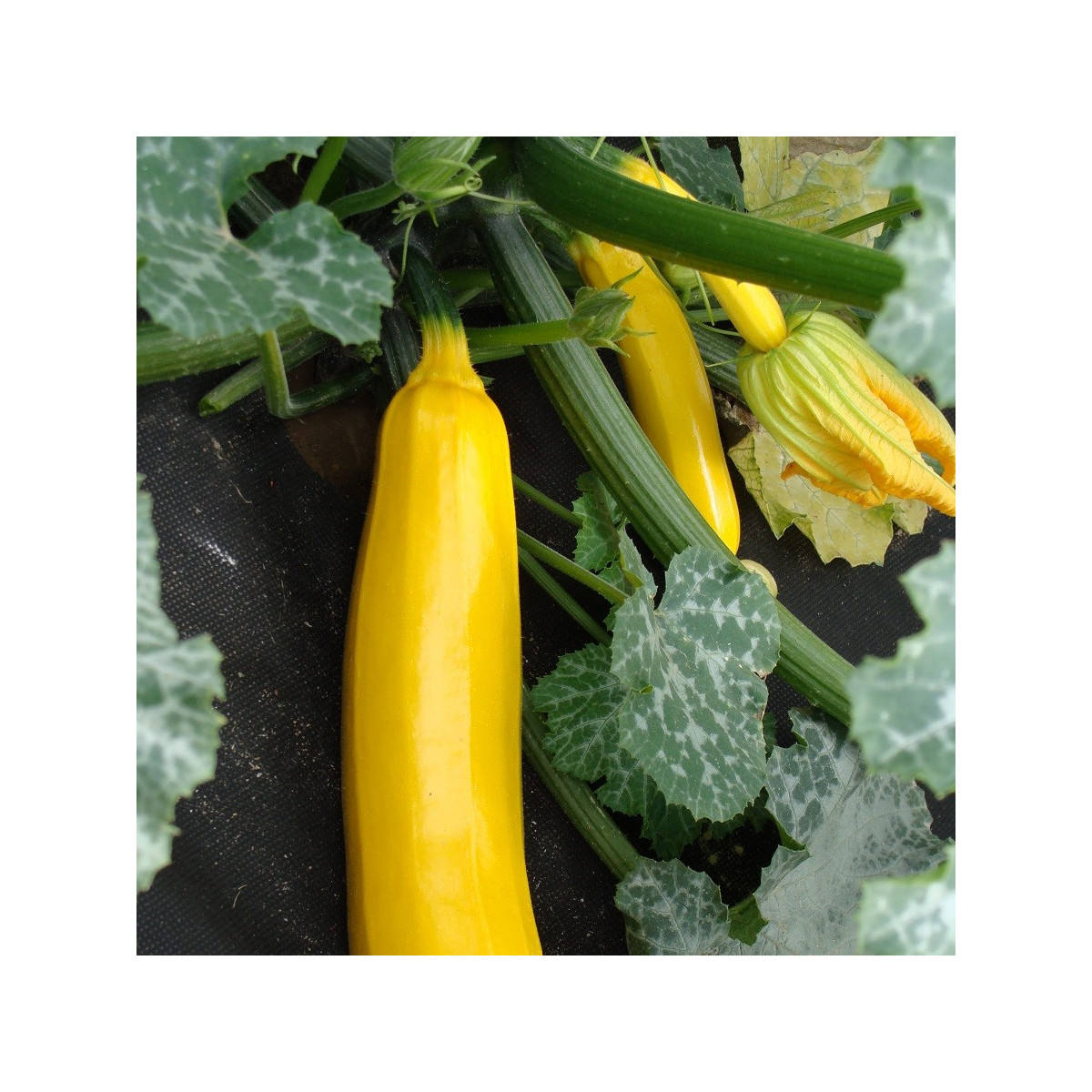 Cuketa Goldena - Cucurbita pepo - semená cukety - 12 ks