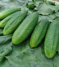 Uhorka nakladačka jemnoostná Mira F1 - Cucumis sativus - semená uhorky - 35 ks
