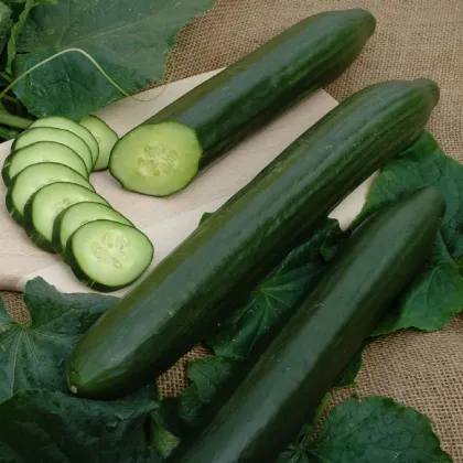 Uhorka šalátová Vista F1- Cucumis sativus - semená uhorky - 10 ks