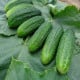 Uhorka partenokarpická Partner F1 - Cucumis sativus - semená uhorky - 50 ks