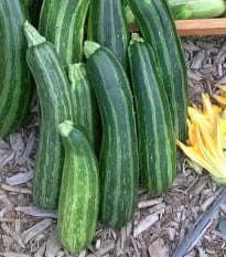 Cuketa Striato d Italia - Cucurbita pepo - semená - 8 ks