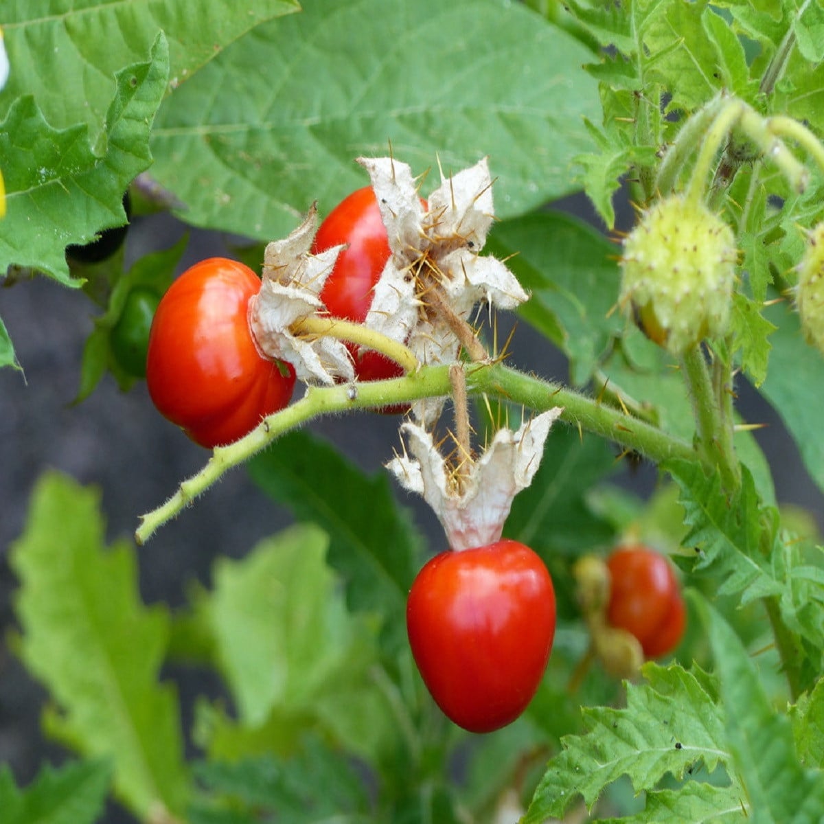 Paradajka Liči - Solanum sisymbrifolium - semená paradajky - 6 ks
