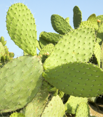 Opuncia - Indiánske figy - Opuntia ficus-indica - semená opuncie - 7 ks
