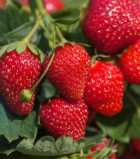 Jahoda stále rodiaca Delician F1 - Fragaria ananassa - semená - 7 ks