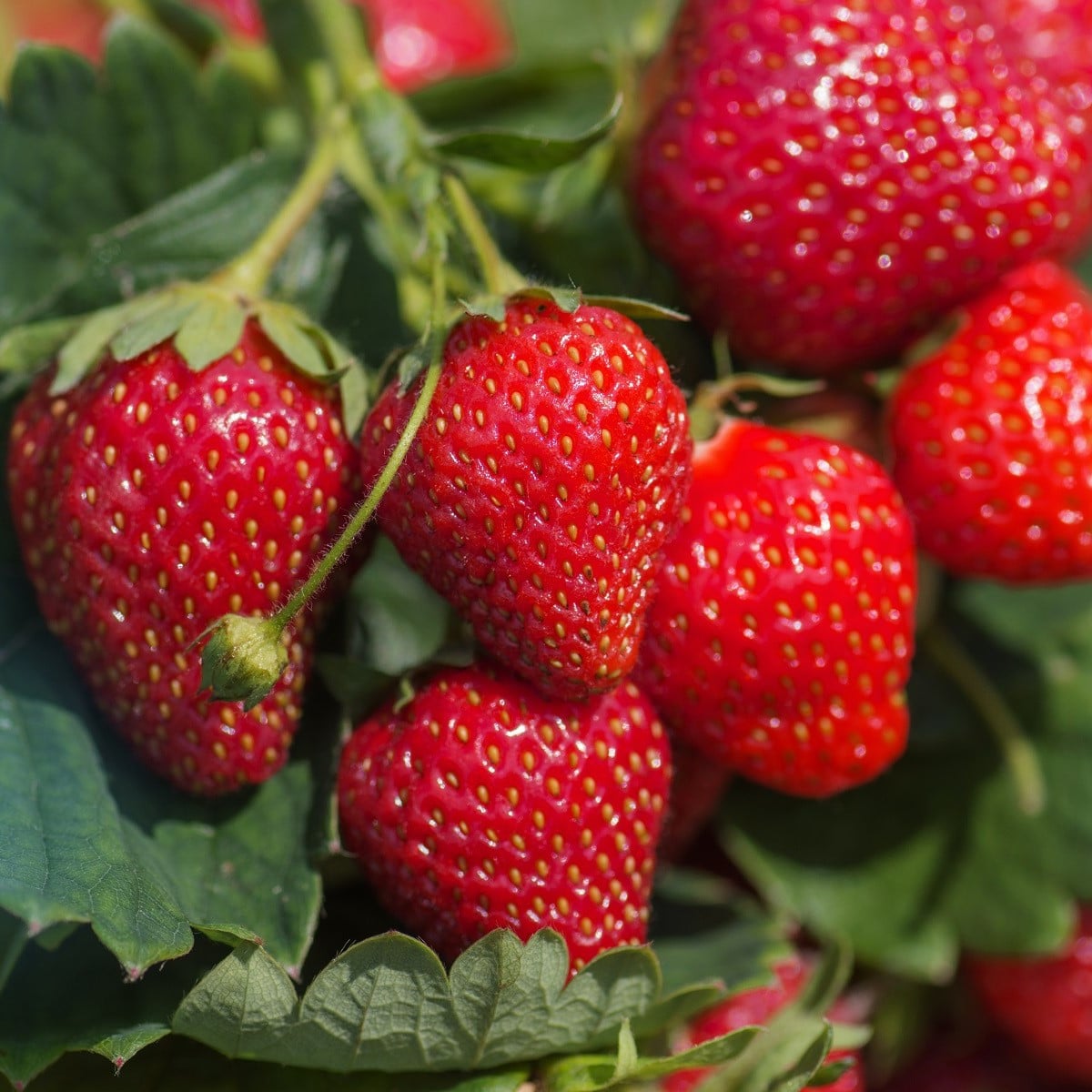 Jahoda stále rodiaca Delician F1 - Fragaria ananassa - semená - 7 ks