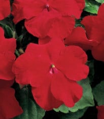 Netýkavka Accent červená F1 - Impatiens walleriana - semena netýkavky - 20 ks