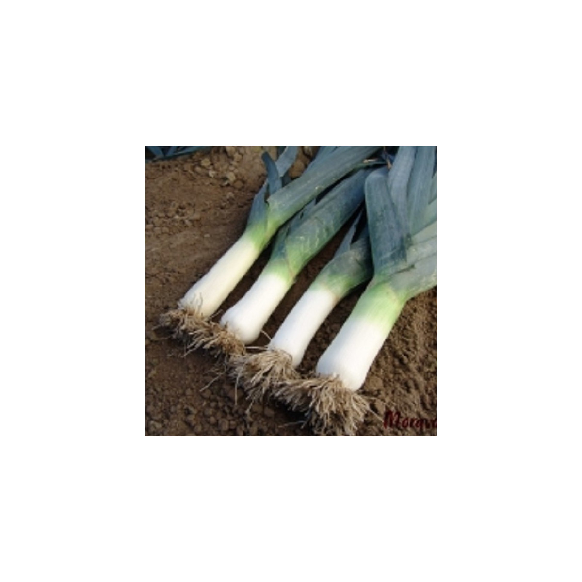 Pór zimný Titus - Allium porrum - semená póru - 200 ks