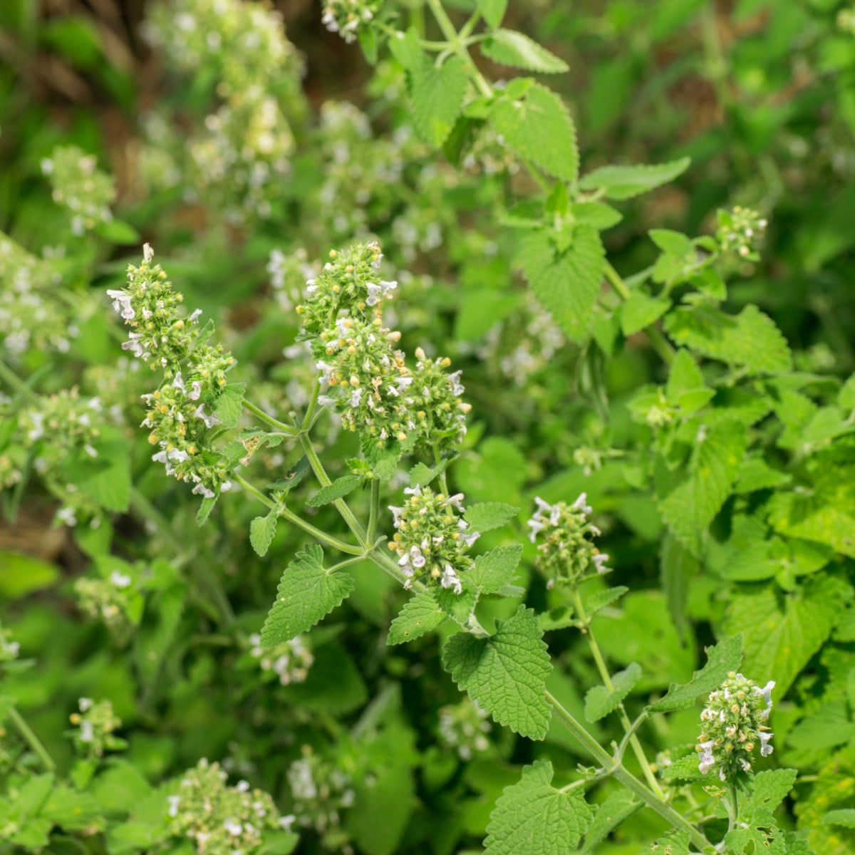 Kocúrnik záhradný citrónový - Nepeta cataria ar. citriodora - semená kocúrnika - 15 ks
