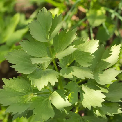 Ligurček lekársky - Levisticum officinale - semená ligurčeka - 115 ks