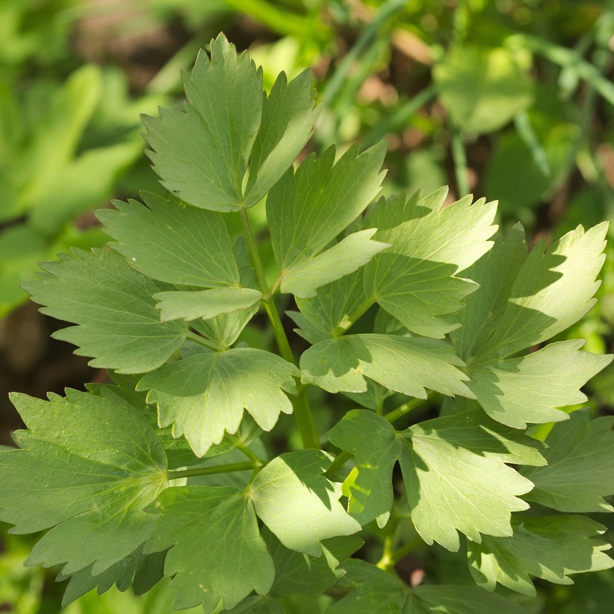 Ligurček lekársky - Levisticum officinale - semená ligurčeka - 115 ks