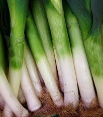 Pór zimný D´Elbeuf - Allium porrum - semená póru - 200 ks