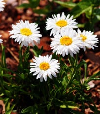 Astra alpínska biela - Aster alpinus - semená astry - 50 ks
