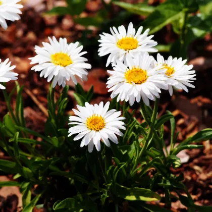 Astra alpínska biela - Aster alpinus - semená astry - 50 ks