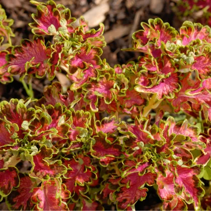 Africká žihľava Colocha Scarlet - Coleus blumei - semená africkej žihľavy - 30 ks