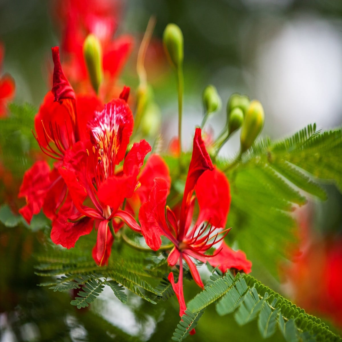 Ohňový strom - Delonix regia - semená ohňového stromu - 6 ks