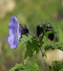 Nikandra - Nicandra physalodes - semená nikandry - 30 ks