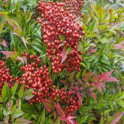 Nandina domáca - Bambus nebeský - Nandini domestica - semená nandiny - 3 ks