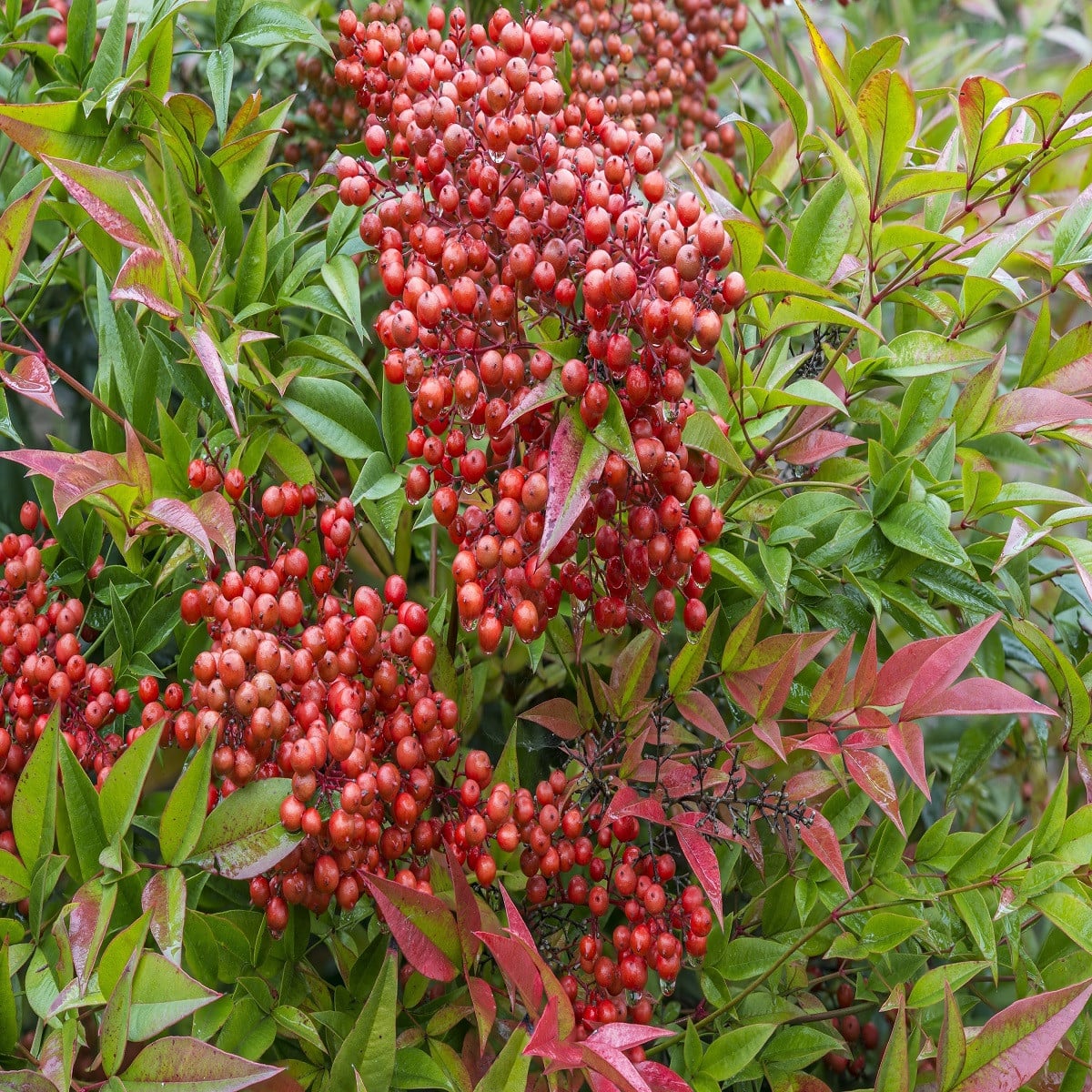 Nandina domáca - Bambus nebeský - Nandini domestica - semená nandiny - 3 ks