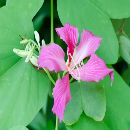 Bauhínia purpurová - Bauhinia purpurea - semená bauhínie - 4 ks