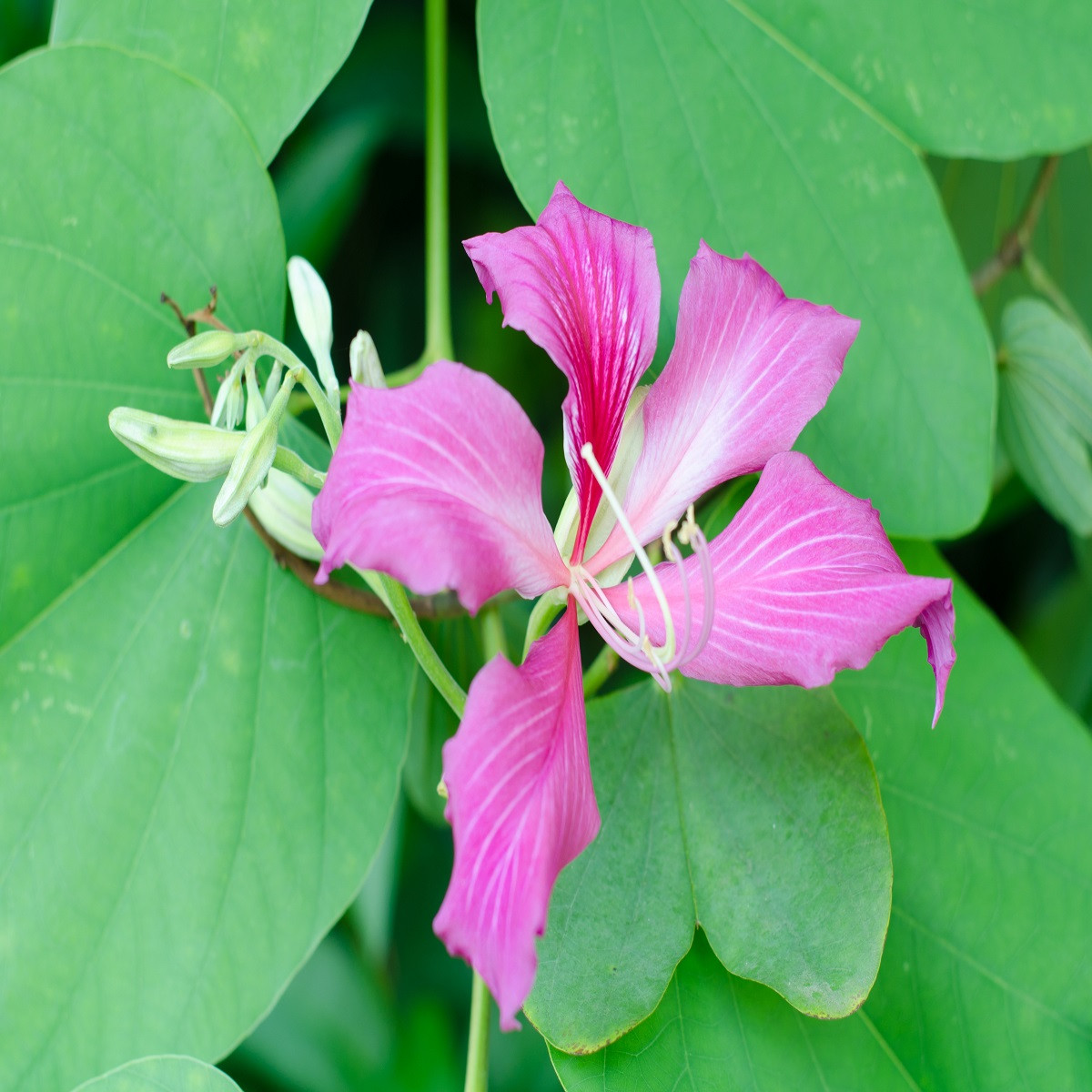 Bauhínia purpurová - Bauhinia purpurea - semená bauhínie - 4 ks