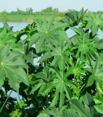 Ricín obyčajný zanzibarensis - Ricinus communis - semená ricína - 3 ks