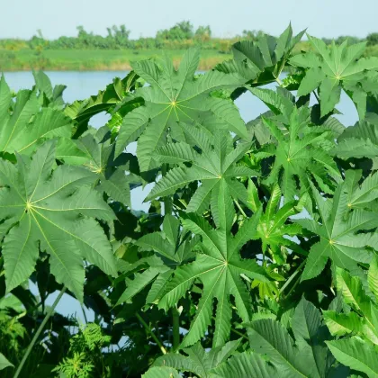 Ricín obyčajný zanzibarensis - Ricinus communis - semená ricína - 3 ks