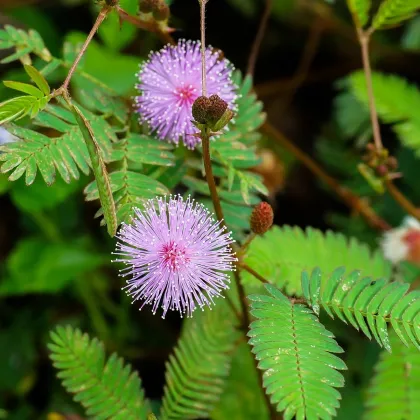 Mimóza citlivá - Mimosa pudica - semená mimózy - 10 ks