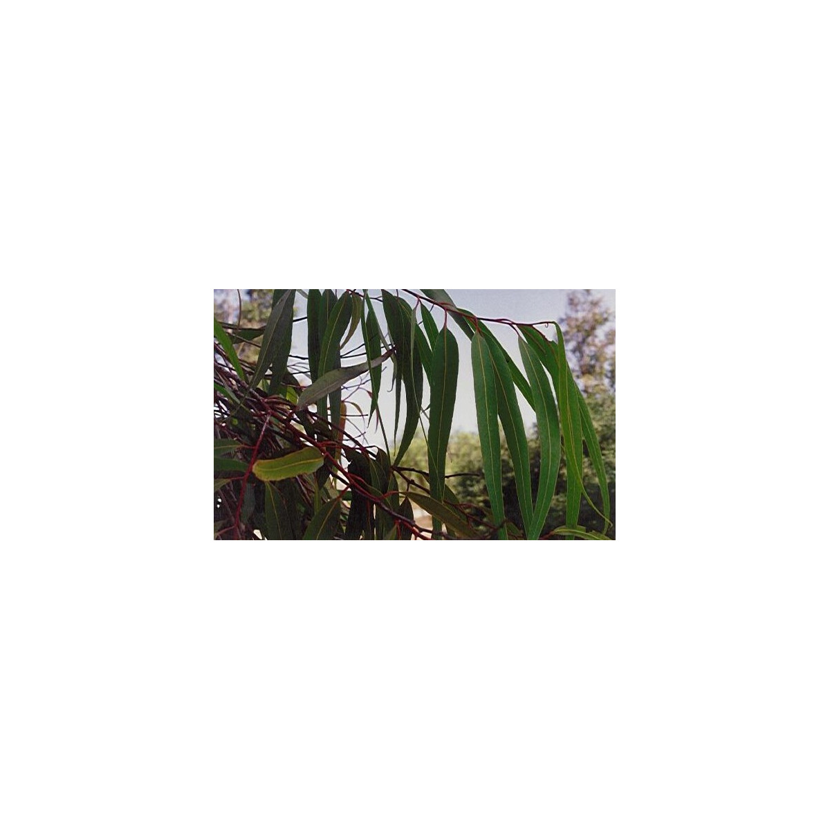Eukalyptus Alba- semena- 9 ks
