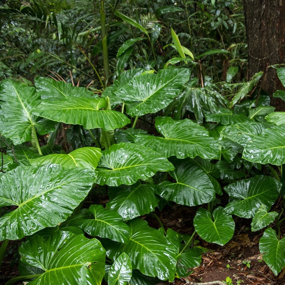 Alokázia - Alocasia cucullata - semena alokázie - 4 ks
