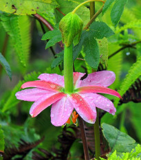 Mučenka banánová - Passiflora mollissima - semená mučenky - 5 ks