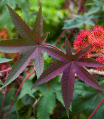 Ricín obyčajný červený Karmen - Ricinus communis gibsoni - semená ricína - 3 ks