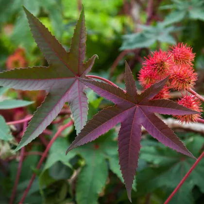 Ricín obyčajný červený Karmen - Ricinus communis gibsoni - semená ricína - 3 ks