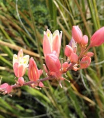 Juka červená - Hesperaloe parviflora - semená - 6 ks