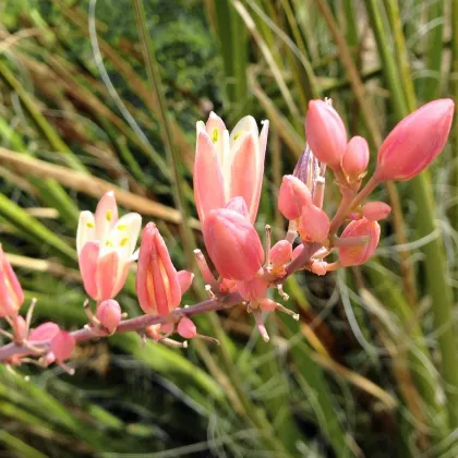 Juka červená - Hesperaloe parviflora - semená - 6 ks