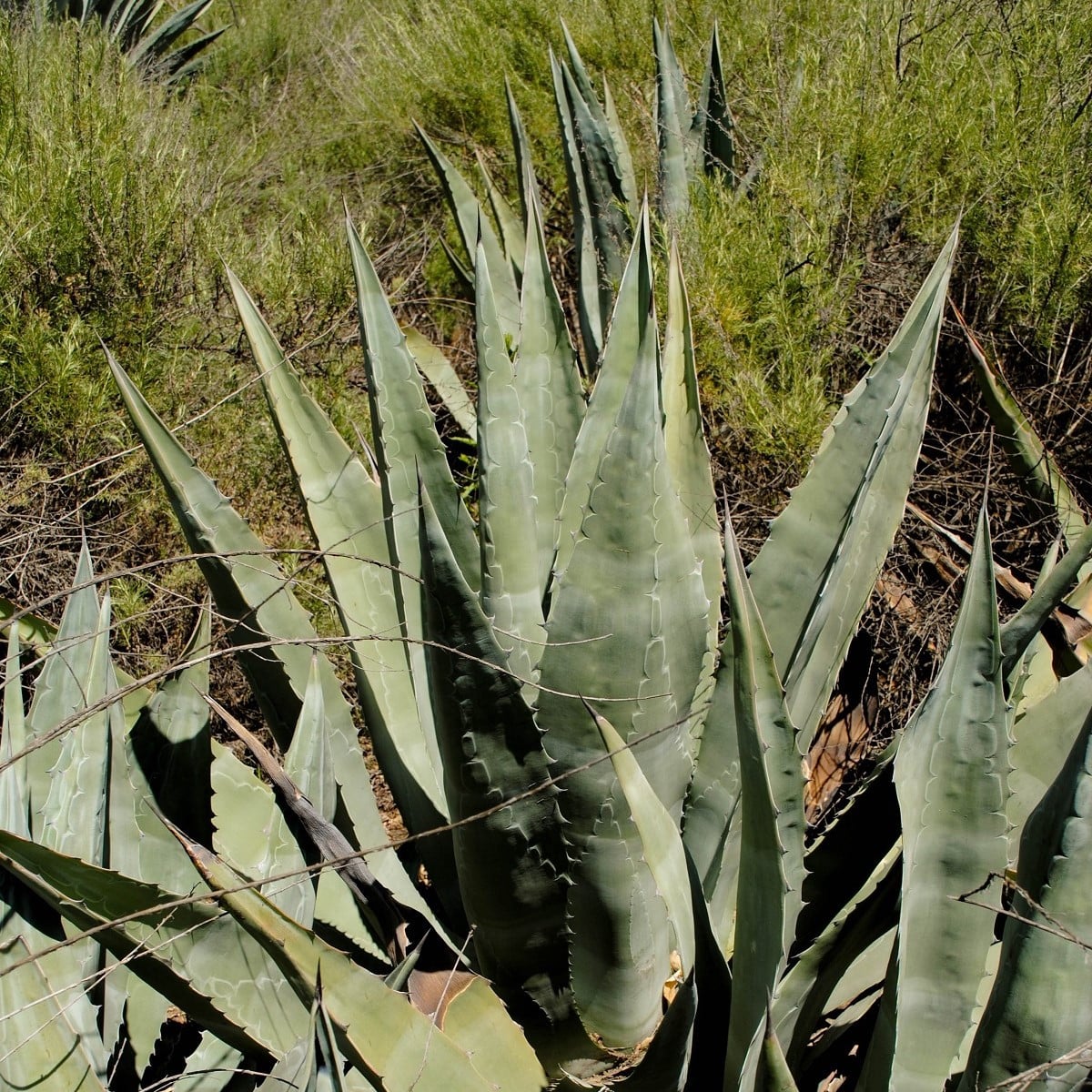 Agáve - Agave atrovirens - semená - 10 ks