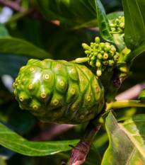 Noni citrusolistá - Morinda citrifolia - semená noni - 5 ks