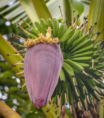 Banánovník Dwarf Cavendish - Musa Acuminata - semená banánovníka - 5 ks