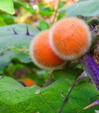 Narančíla - chlpatý pomaranč - Solanum quitoense - semená narančily - 5 ks