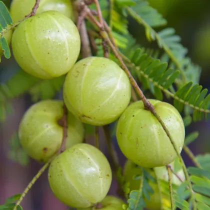 Indický egreš - Phyllanthus emblica - semená egreša - 8 ks